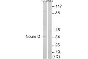 Image no. 1 for anti-Neuronal Differentiation 1 (NEUROD1) (AA 240-289) antibody (ABIN2889154) (NEUROD1 抗体  (AA 240-289))
