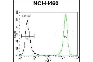 PREF8 Antibody (C-term) (ABIN656145 and ABIN2845481) flow cytometric analysis of NCI- cells (right histogr) compared to a negative control cell (left histogr). (PRAMEF8 抗体  (C-Term))