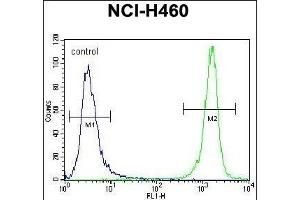 PREF8 Antibody (C-term) (ABIN656145 and ABIN2845481) flow cytometric analysis of NCI- cells (right histogr) compared to a negative control cell (left histogr). (PRAMEF8 抗体  (C-Term))