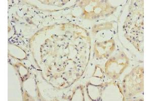 Immunohistochemistry of paraffin-embedded human kidney tissue using ABIN7166892 at dilution of 1:100 (PYCR2 抗体  (AA 2-320))