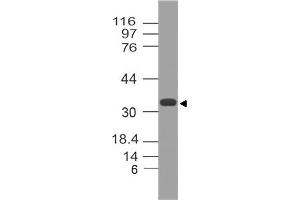 Image no. 1 for anti-Methylthioadenosine phosphorylase (MTAP) (AA 50-270) antibody (ABIN5027368)