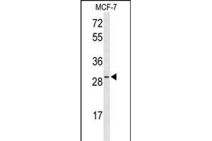 Western blot analysis of HES6 Antibody (N-term) (ABIN653462 and ABIN2842891) in MCF-7 cell line lysates (35 μg/lane). (HES6 抗体  (N-Term))