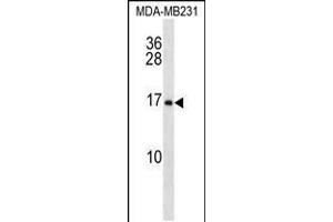 Western blot analysis in MDA-MB231 cell line lysates (35ug/lane). (MFAP2 抗体  (N-Term))