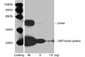 Western blot analysis of GST fusion protein using 1 µg/mL Goat Anti-GST-tag Polyclonal Antibody (ABIN398844) Secondary antibody: HRP-Protein G (M00090) The signal was developed with LumiSensorTM HRP Substrate Kit (ABIN769939) (GST 抗体)