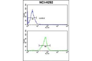 Flow Cytometric analysis of NCI-H292 cells using TOB1 Antibody (N-term) Cat. (Protein Tob1 (TOB1) (AA 61-91), (N-Term) 抗体)