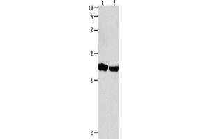 Western Blotting (WB) image for anti-14-3-3 epsilon (YWHAE) antibody (ABIN2426253) (YWHAE 抗体)