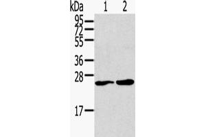 Western Blot analysis of Jurkat and PC3 cells with ORAI1 Polyclonal Antibody (ORAI1 抗体)