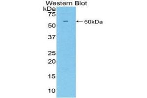 Western Blotting (WB) image for anti-CD34 (CD34) (AA 36-287) antibody (ABIN1858297) (CD34 抗体  (AA 36-287))