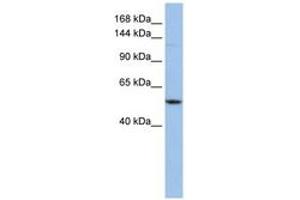 Image no. 1 for anti-Ubiquitination Factor E4A (UBE4A) (AA 720-769) antibody (ABIN6743147) (UBE4A 抗体  (AA 720-769))