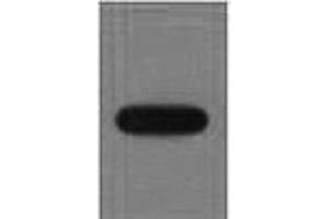 Western Blot analysis of recombinant EYFP protein using EYFP Monoclonal Antibody at dilution of 1:10000. (eYFP 抗体)