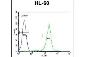 Flow Cytometry (FACS) image for anti-Complement Component 1, Q Subcomponent, C Chain (C1QC) (AA 93-120) antibody (ABIN655873)