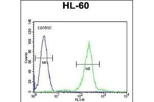 C1QC Antibody (Center) (ABIN655873 and ABIN2845277) flow cytometric analysis of HL-60 cells (right histogram) compared to a negative control cell (left histogram). (C1QC 抗体  (AA 93-120))
