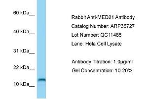 Western Blotting (WB) image for anti-Mediator Complex Subunit 21 (MED21) (C-Term) antibody (ABIN971131) (MED21 抗体  (C-Term))