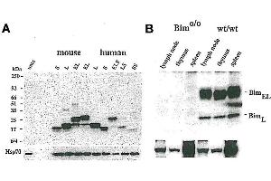 A) Western blot using anti-Bim, mAb (3C5)  detecting EE mouse BimS, BimL, BimEL and EE human, BimSS, BimS, BimLS, BimL, BimELS, BimEL. (BimS, EL, L (AA 20-40) 抗体)