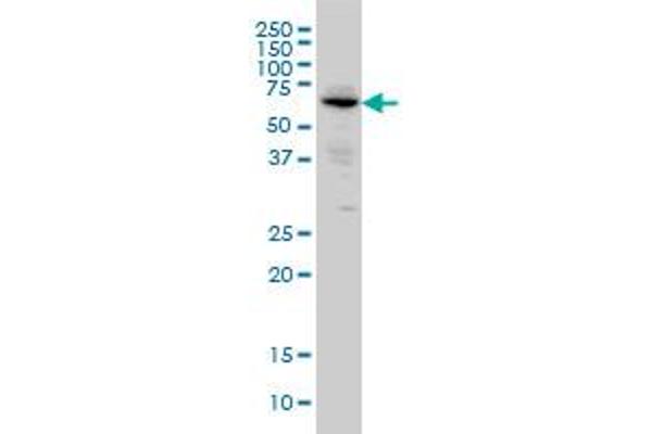Intestinal Alkaline Phosphatase 抗体  (AA 74-162)