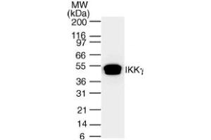 IKKγ mAb tested by Western blot. (IKBKG 抗体)