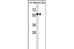 B4GALNT1 Antibody (Center) (ABIN1538263 and ABIN2849848) western blot analysis in mouse Neuro-2a cell line lysates (35 μg/lane). (B4GALNT1 抗体  (AA 296-323))