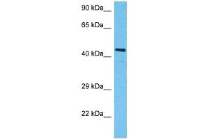 Host:  Mouse  Target Name:  SMAD3  Sample Tissue:  Mouse Testis  Antibody Dilution:  1ug/ml (SMAD3 抗体  (N-Term))