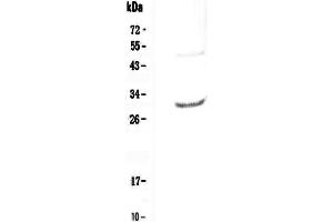 Western blot analysis of IL27 using anti-IL27 antibody . (IL-27 抗体  (AA 29-234))