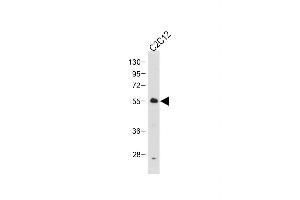Anti-SD2- Antibody at 1:1000 dilution + C2C12 whole cell lysate Lysates/proteins at 20 μg per lane. (SMAD2 抗体  (AA 201-230))