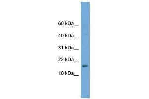 C14orf129 antibody used at 0. (GSKIP 抗体  (Middle Region))
