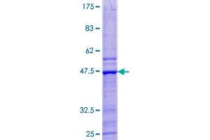 Mafg Protein (AA 1-162) (GST tag)