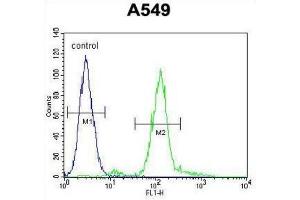 Flow Cytometry (FACS) image for anti-Zinc Finger E-Box Binding Homeobox 1 (ZEB1) antibody (ABIN2906392) (ZEB1 抗体)
