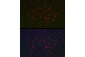 Immunofluorescence analysis of rat brain using REEP2 Rabbit pAb (ABIN7269887) at dilution of 1:100 (40x lens). (REEP2 抗体  (AA 93-252))