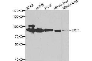 Western blot analysis of extracts of various cell lines, using EXT1 antibody (ABIN5971062) at 1/1000 dilution. (EXT1 抗体)