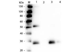 Western Blot of Anti-Rat IgG F(ab')2 (RABBIT) Antibody . (兔 anti-大鼠 IgG (F(ab')2 Region) Antibody (FITC) - Preadsorbed)