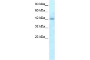 Western Blotting (WB) image for anti-Regulator of G-Protein Signaling 20 (RGS20) antibody (ABIN2460855) (RGS20 抗体)