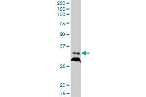 RPIA MaxPab polyclonal antibody. (Ribose 5-Phosphate Isomerase A (RPIA) (AA 1-237) 抗体)