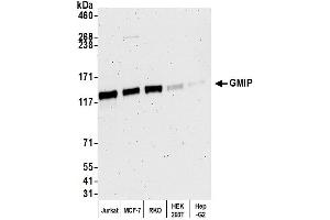 anti-GEM Interacting Protein (GMIP) (AA 920-970) antibody