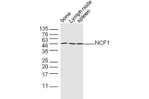 Mouse bone, lymph node, and spleen lysates probed with Polyclonal Antibody, unconjugated  at 1:300 overnight at 4°C followed by a conjugated secondary antibody at 1:10000 for 90 minutes at 37°C. (NCF1 抗体  (AA 151-250))