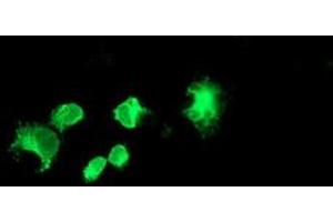 Anti-FOLH1 mouse monoclonal antibody (ABIN2455685) immunofluorescent staining of COS7 cells transiently transfected by pCMV6-ENTRY FOLH1 (RC218310). (PSMA 抗体)