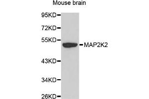 Western blot analysis of extracts of mouse brain, using MAP2K2 antibody. (MEK2 抗体)