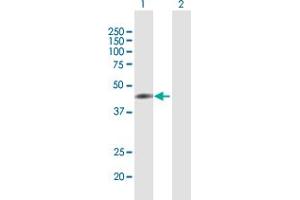 Western Blot analysis of T expression in transfected 293T cell line by T MaxPab polyclonal antibody. (T Brachyury Protein (AA 1-377) 抗体)