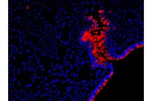 Image no. 1 for anti-RELM alpha antibody (ABIN465191) (RELM alpha 抗体)