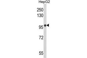 Western Blotting (WB) image for anti-B-Cell Scaffold Protein with Ankyrin Repeats 1 (BANK1) antibody (ABIN3003860)