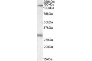 Image no. 1 for anti-Mitogen-Activated Protein Kinase Kinase Kinase 6 (MAP3K6) (C-Term) antibody (ABIN453987) (MAP3K6 抗体  (C-Term))