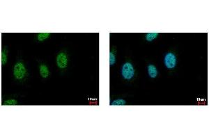 ICC/IF Image CDC45L antibody [C1C3] detects CDC45L protein at nucleus by immunofluorescent analysis.