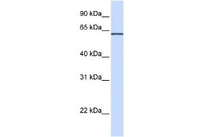 ITFG1 antibody used at 1 ug/ml to detect target protein. (ITFG1 抗体  (N-Term))