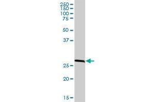 RPA2 MaxPab polyclonal antibody. (RPA2 抗体  (AA 1-270))