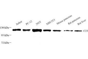 Western blot analysis of C23 (ABIN7074906) at dilution of 1: 1000 (Nucleolin 抗体)