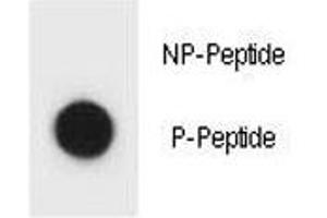Dot blot analysis of phospho-IKKB antibody.