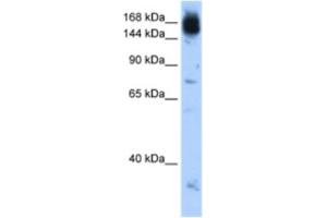 Western Blotting (WB) image for anti-Non-SMC Condensin I Complex, Subunit D2 (NCAPD2) antibody (ABIN2462956) (NCAPD2 抗体)