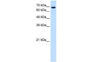 Ribophorin II antibody used at 0. (Ribophorin II 抗体  (N-Term))