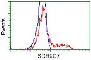 Flow Cytometry (FACS) image for anti-Short Chain Dehydrogenase/reductase Family 9C, Member 7 (SDR9C7) antibody (ABIN1500840) (SDR9C7 抗体)