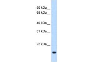 Western Blotting (WB) image for anti-Regulator of G-Protein Signaling 2 (RGS2) antibody (ABIN2462639) (RGS2 抗体)