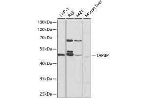Western blot analysis of extracts of various cell lines, using TAPBP antibody (ABIN6132744, ABIN6148847, ABIN6148849 and ABIN6217320) at 1:1000 dilution.
